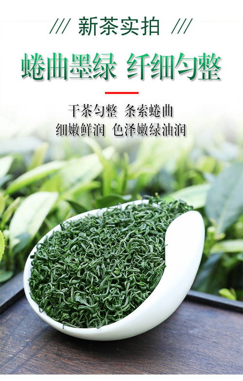 日照充足，高山云霧間品味春意 2020新茶炒青茶品鑒